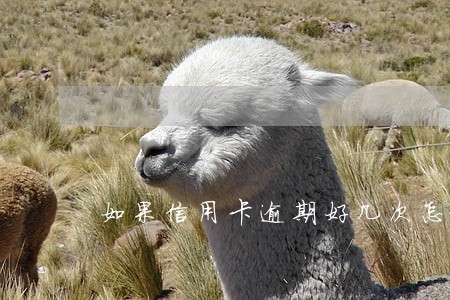 如果信用卡逾期好几次怎么办 如果信用卡逾期好几次怎么办