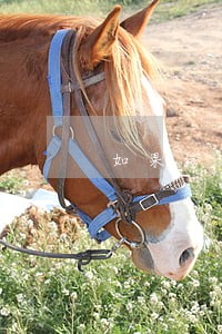 如果信用卡逾期忘记还了怎么办 如果信用卡逾期忘记还了怎么办