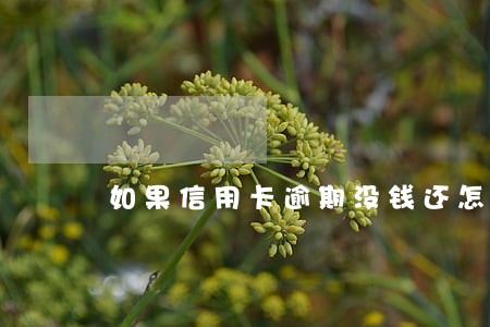 如果信用卡逾期没钱还怎么办