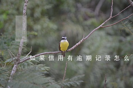 如果信用有逾期记录怎么办 如果信用有逾期记录怎么办