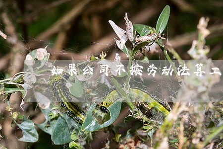 如果公司不按劳动法算工资怎么办 如果公司不按劳动法算工资怎么办