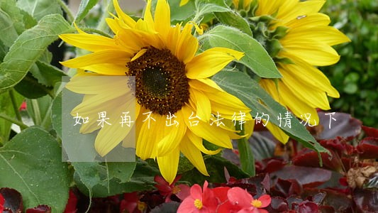 如果再不出台法律的情况下 如果再不出台法律的情况下