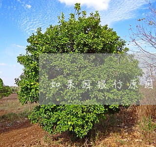 如果因银行原因导致逾期 如果因银行原因导致逾期