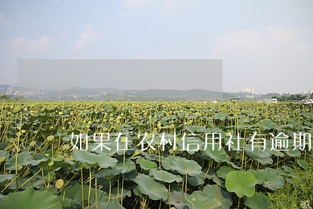 如果在农村信用社有逾期贷 如果在农村信用社有逾期贷
