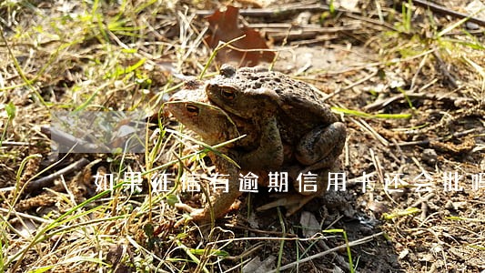 如果征信有逾期信用卡还会批吗 如果征信有逾期信用卡还会批吗