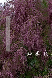 如果我们去民政局咨询律师