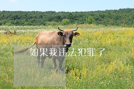 如果我违法犯罪了 如果我违法犯罪了