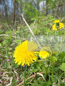 如果手机掉了信用卡逾期了 如果手机掉了信用卡逾期了