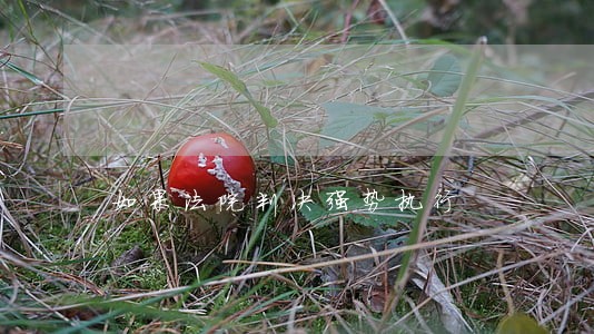 如果法院判决强势执行