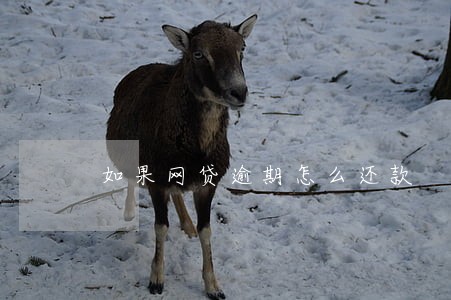 如果网贷逾期怎么还款 如果网贷逾期怎么还款