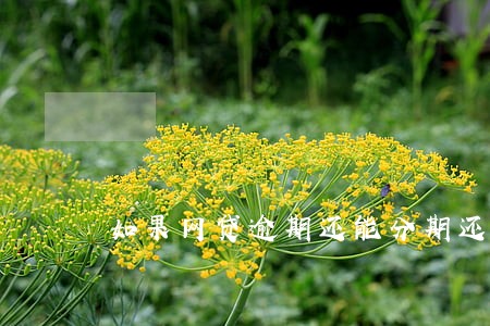 如果网贷逾期还能分期还款吗 如果网贷逾期还能分期还款吗