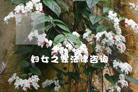 妇女之家法律咨询