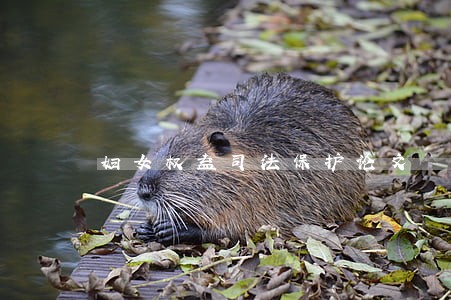妇女权益司法保护论文 妇女权益司法保护论文