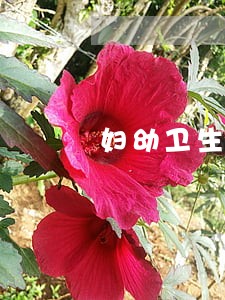 妇幼卫生法律法规培训计划 妇幼卫生法律法规培训计划