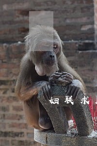 妇联求助电话 妇联求助电话