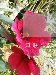 妇联法律援助工作问题对策 妇联法律援助工作问题对策