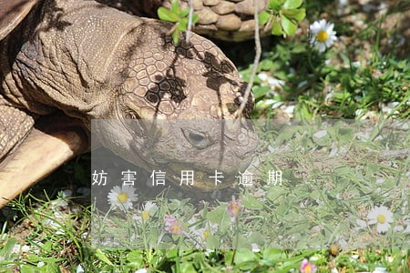 妨害信用卡逾期 妨害信用卡逾期