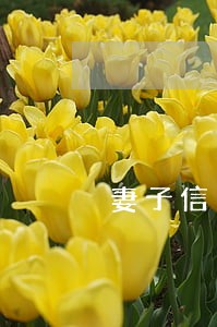 妻子信用卡逾期会影响丈夫么