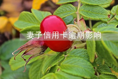 妻子信用卡逾期影响