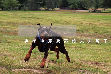 妻子执意要离婚丈夫跪下挽留 妻子执意要离婚丈夫跪下挽留