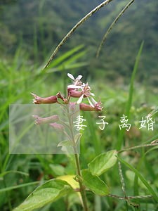妻子离婚伪造录音证据会怎么样 妻子离婚伪造录音证据会怎么样