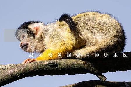 姑苏债务担保律师哪里找 姑苏债务担保律师哪里找