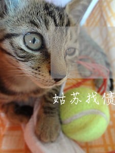 姑苏找债务律师 姑苏找债务律师