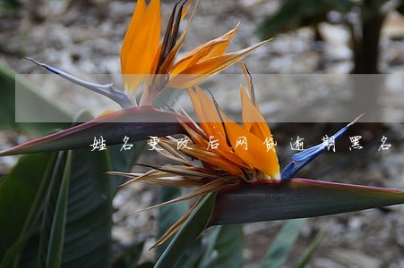 姓名更改后网贷逾期黑名单 姓名更改后网贷逾期黑名单