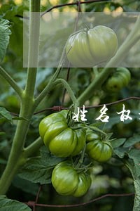 姓名权是不是民法的保护对象 姓名权是不是民法的保护对象