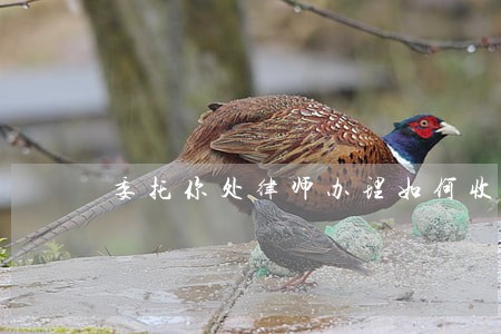 委托你处律师办理如何收费