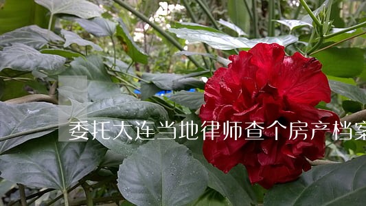 委托大连当地律师查个房产档案 委托大连当地律师查个房产档案