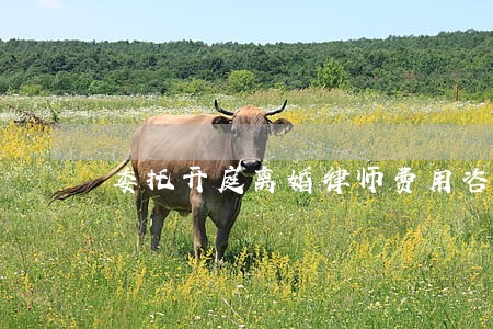 委托开庭离婚律师费用咨询 委托开庭离婚律师费用咨询