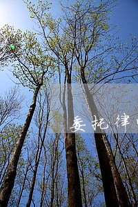 委托律师可以查到自己的身份证吗 委托律师可以查到自己的身份证吗