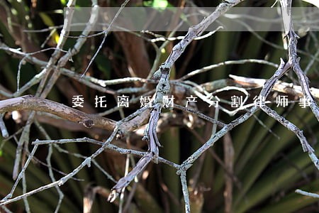委托离婚财产分割律师事务所 委托离婚财产分割律师事务所