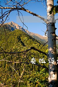 委托诉讼代理柳孔圣
