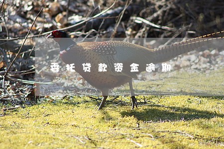 委托贷款资金逾期 委托贷款资金逾期