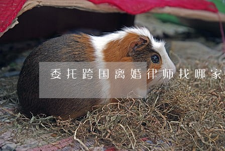 委托跨国离婚律师找哪家 委托跨国离婚律师找哪家