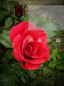 姚家街道债务律师团队 姚家街道债务律师团队