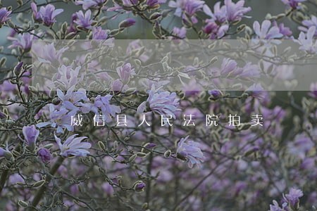 威信县人民法院拍卖 威信县人民法院拍卖