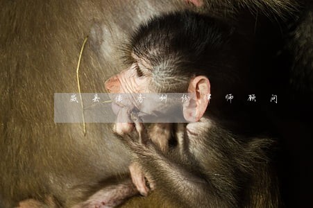 威县债务纠纷律师顾问 威县债务纠纷律师顾问