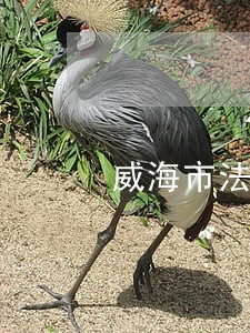 威海市法院采购 威海市法院采购