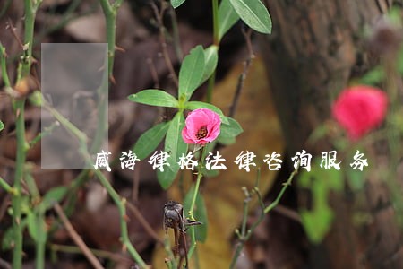 威海律格法律咨询服务 威海律格法律咨询服务