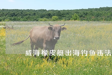 威海橡皮艇出海钓鱼违法