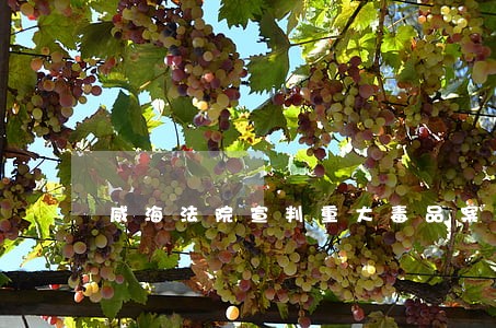 威海法院宣判重大毒品案视频 威海法院宣判重大毒品案视频