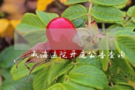 威海法院开庭公告查询 威海法院开庭公告查询