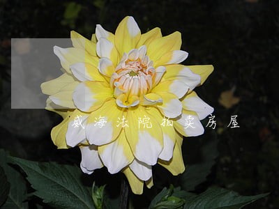 威海法院拍卖房屋