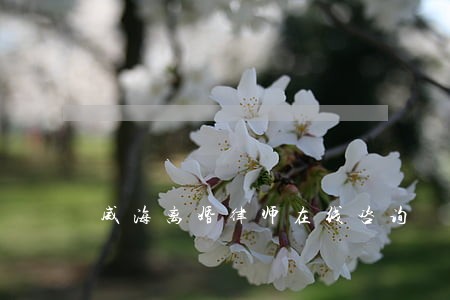 威海离婚律师在线咨询 威海离婚律师在线咨询