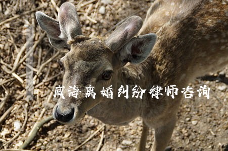 威海离婚纠纷律师咨询 威海离婚纠纷律师咨询