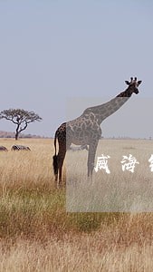 威海银行信用卡逾期利息