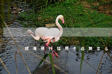 威海银行信用卡逾期怎么办
